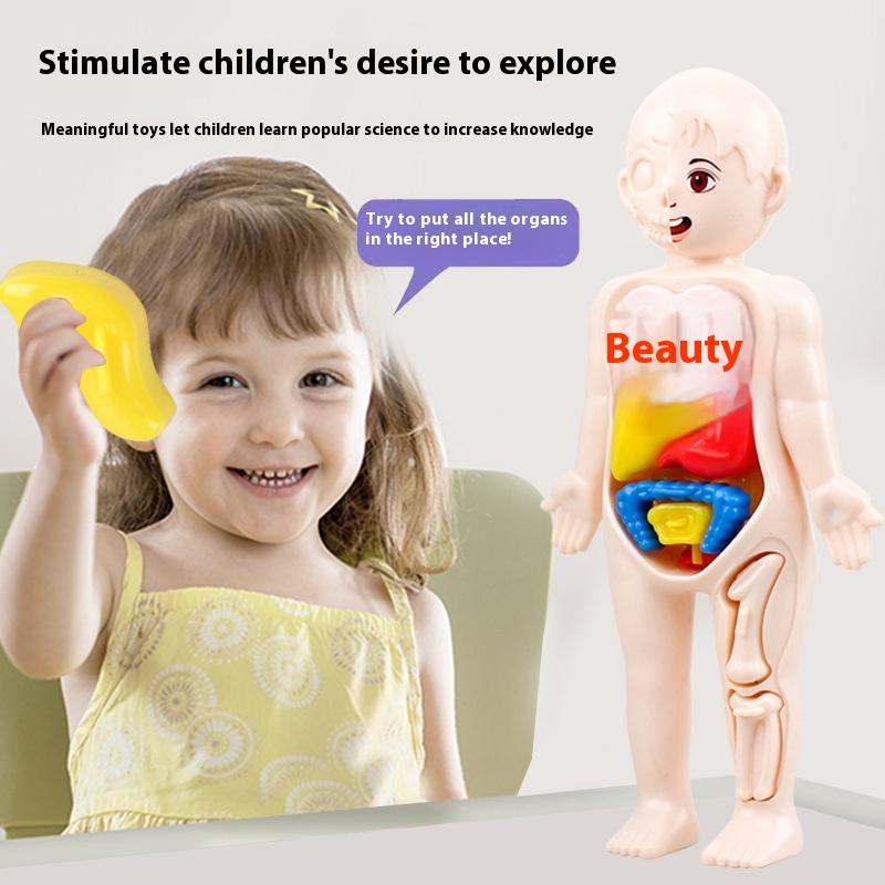Сборка структур человеческих органов своими руками для детского образования и медицинских игрушек раннего образования